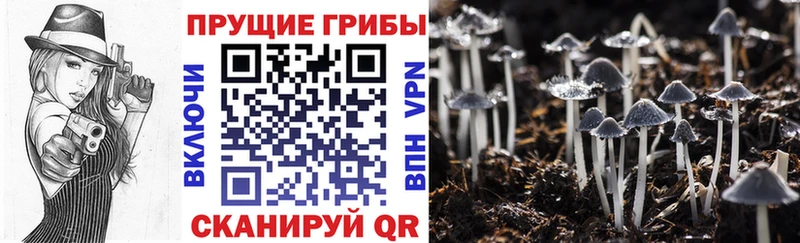 kraken онион  Куровское  Галлюциногенные грибы мицелий 
